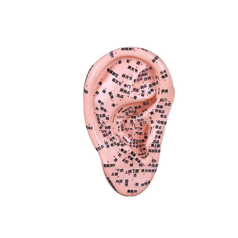 中医针灸教学模型耳穴耳朵/手/足模型穴位经络图硅胶模型